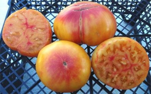 Семена томата сорта Carmella's Yellow Stripes (Желтый Полосатый Кармеллы) - Полосатые