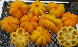 Семена сорта томата Еллоу стаффер (Yellow Staffer) - Фигурно – ребристые и фаршировочные («стаффер» сорта)