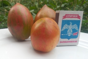 Семена сорта томата Жемчужина мудрости (Pearls of wisdom) - Высокорослые сливовидно-овальные