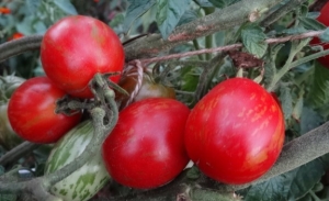 Семена томата сорта Joie de Vivre (Жизнерадостность) - Высокорослые коктейльные