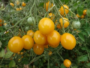 Семена томата сорта Желтый кварц мультифлора (Yellow Quartz Multiflora) - Высокорослые черри (балконные томаты)