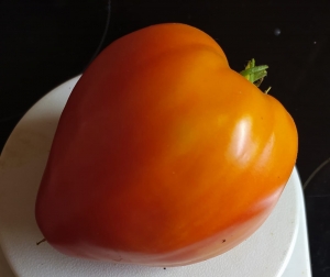 Семена томата сорта Заилийский Алатау (биколор) - Гиганты сердцевидные