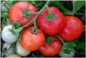 Семена сорта томата Зафар - Низкорослые кустовые