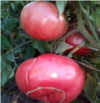 . Зимаревский великан 