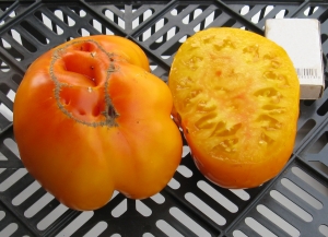 Семена томата сорта Золото Махараджи - желтые оранжевые гиганты