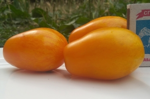 Семена сорта томата Golden Gates (Золотые Гейтса) - Высокорослые сливовидно-овальные