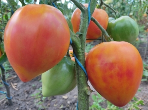 Семена томата сорта Золотые горы Медео - Гиганты двуцветные