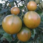 . Emerald (Изумруд, Эмеральд)