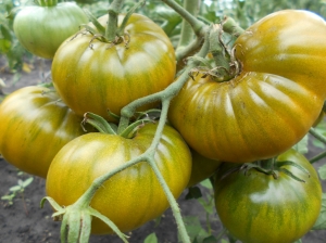 Семена сорта томата Ирландский ликер - Зеленоплодные (изумрудные)