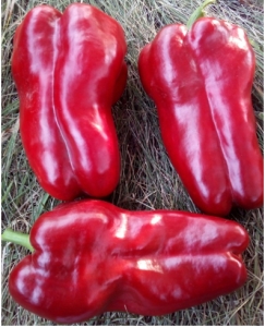 Семена перца сорта Испанец