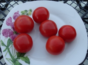 Семена томата сорта Капелла - Низкорослые кустовые