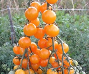 Семена томата сорта Капли дождя - Высокорослые «черри» (балконные томаты)