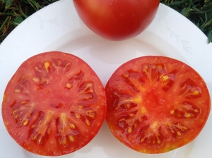 Семена томата сорта Кардинал-2 - Низкорослый кустовой