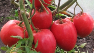 Семена томата сорта Кенигсберг сердцевидный - Гиганты сердцевидные