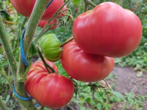 Семена томата сорта Anna's Kentucky (Кентукки Анны) - Гиганты розовые