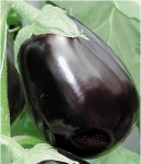 . Баклажан Клорида