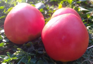 Семена томата сорта Коловый - Гиганты сердцевидные