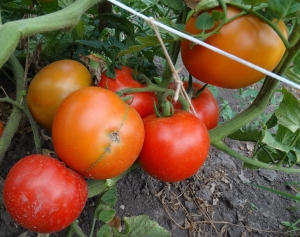 Семена томата сорта Колодец неисчерпаемый - Низкорослые кустовые