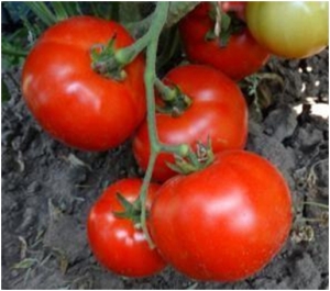 Семена сорта томата Королева рынка - Высокорослые округлые и плоско-округлые