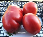 . Red Pear Franchi (Красная груша Франчи)