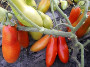 Семена томата сорта Красный банан - Длинноплодные томаты