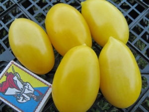 Семена сорта томата Кремовая сосиска (Cream Sausage) - Длинноплодные