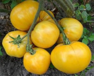 Семена томата сорта Крем-торт - Гиганты желтые и оранжевые