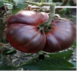 . Кубанский черный 