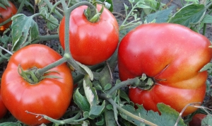 Семена сорта томата Кувалда - Среднерослые