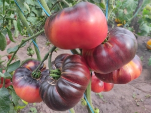Семена томата сорта Лазурный гигант (Azure Giant) - Гиганты розовые