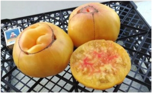 Семена сорта томата Lenny and Gracies Kentucky (Ленни и Грейс Кентукки) - Гиганты двуцветные