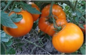 Семена томата сорта Летний абрикос - Гиганты желтые и оранжевые