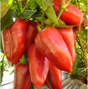 Семена перца сорта Лидия