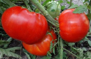Семена томата сорта Липецкий красный крупный - Гиганты красные
