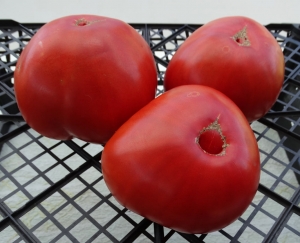 Семена сорта томата Липецкое бычье сердце - Гиганты красные