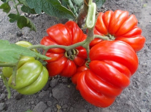 Семена томата сорта Beauty Lottringa (Лотарингская красавица) - Фигурно – ребристые и фаршировочные 