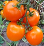 . Лунное сияние