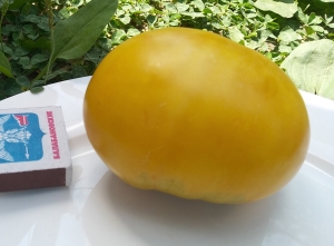 Семена томата сорта Moonshiner's Ball (Лунный Мяч) - Гиганты желтые и оранжевые