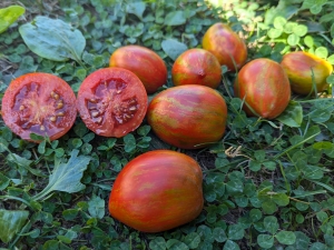 Семена сорта томата Dwarf Audrey's Love (Гном Любовь Одри) - Гномы