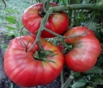 . Малиновка башкирская