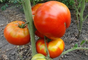 Семена сорта томата Мамина любовь - Среднерослый