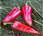. Перец Маркони  Россо (Marconi Rosoo) 