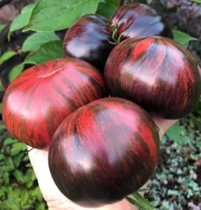 Семена сорта томата  Marsha's Starfighter Beefsteak (Маршас Старфайтер Бифстейк) - Полосатые