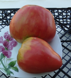 Семена томата сорта Матреша - Среднерослые