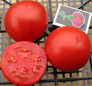 Семена сорта томата Мимоза - сверхранний низкорослый кустовой