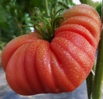 . Минусинский богатырь