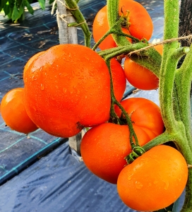 Семена томата сорта Минусинский оранжевый (Minusinsk Orange) - Гиганты желтые и оранжевые