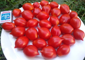 Семена томата сорта Mt. Vesuvius (Мт. Везувий) - Высокорослые коктейльные