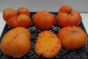 Семена томата сорта Мясной завтрак - Гиганты желтые и оранжевые