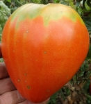 . Strawberry German Red (Земляника немецкая красная)